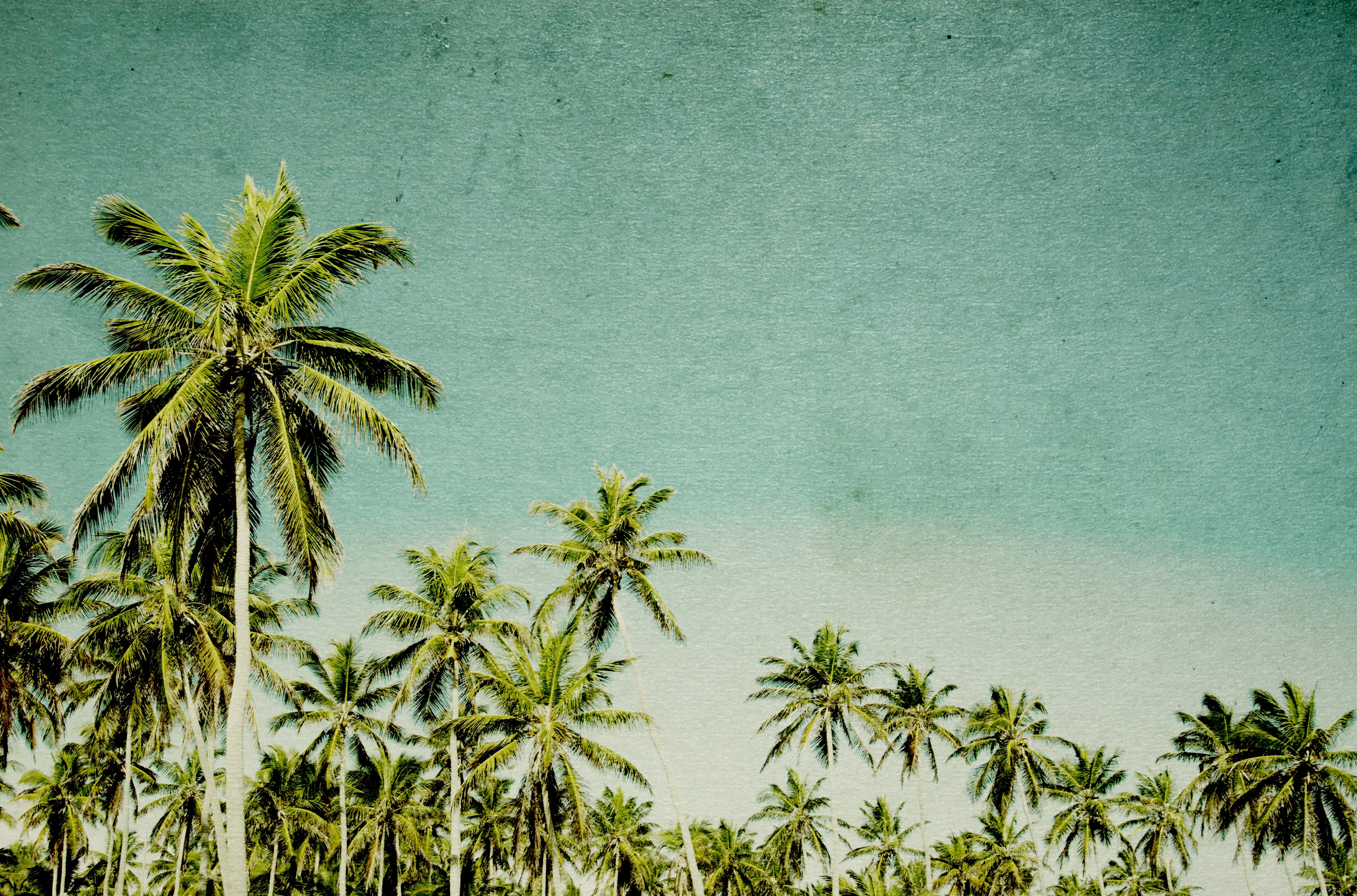 Retro Palm Trees Custom Art